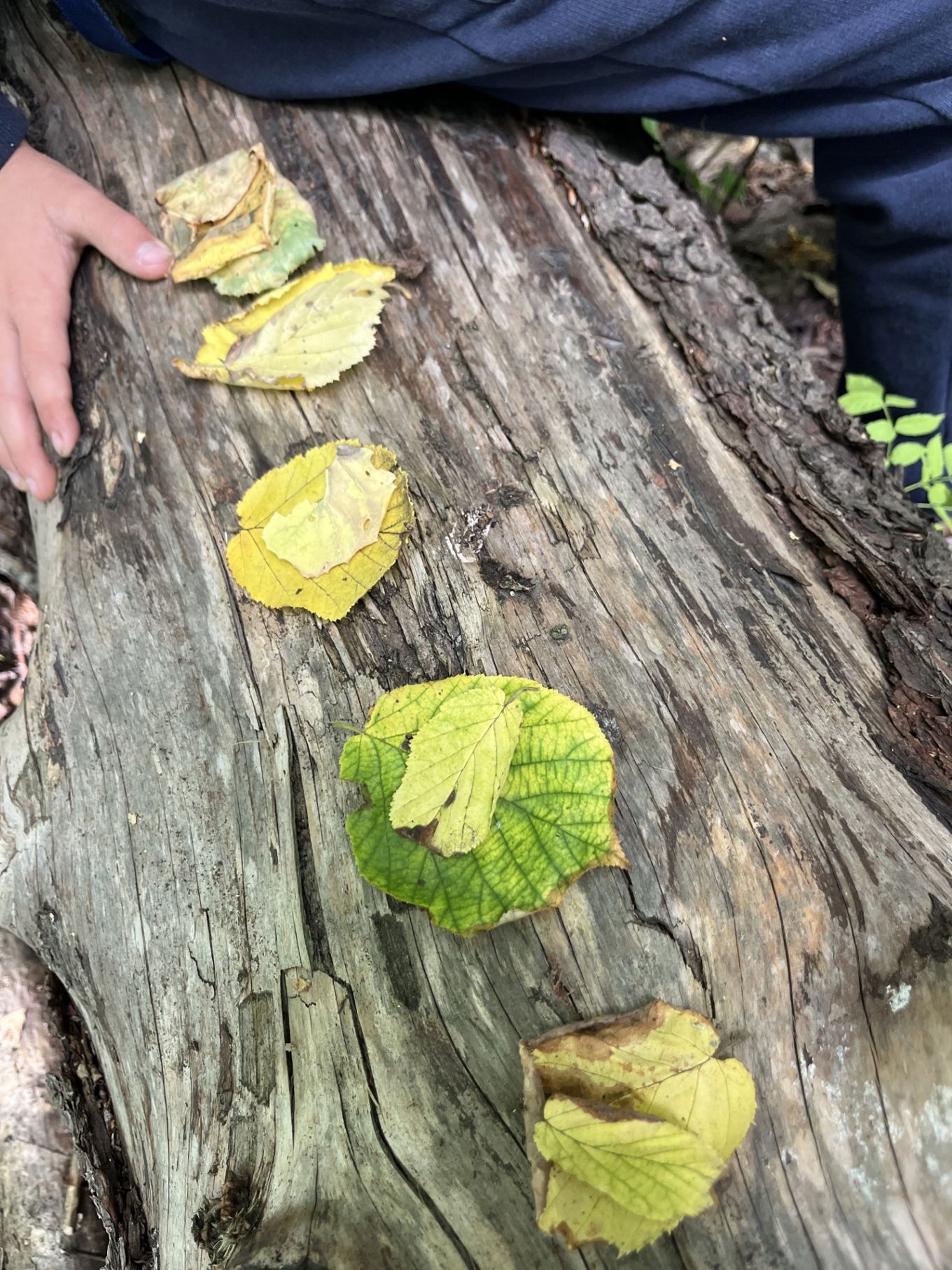 en gruppe sopp som vokser på en trestubbe